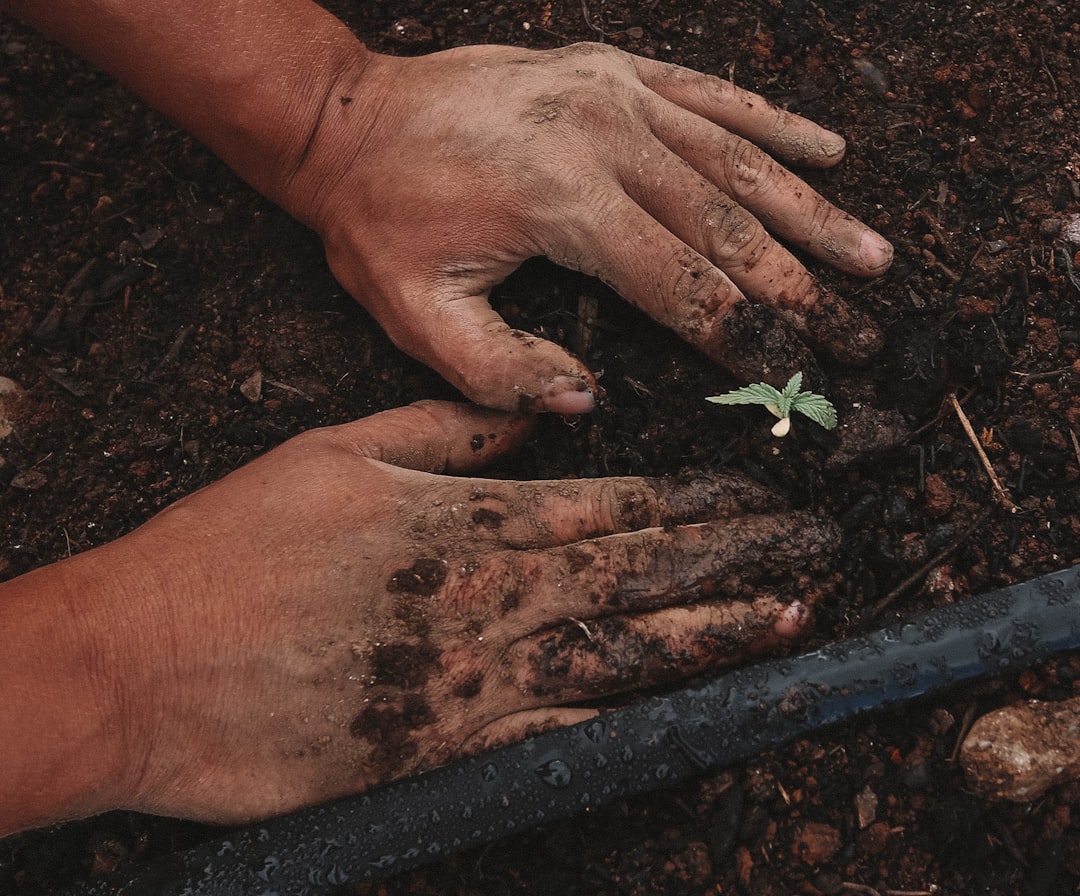 Photo by GreenForce Staffing green plant on persons hand